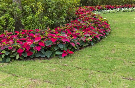 Poinsettia Care And Growing Guide Jung Seeds Gardening Blog