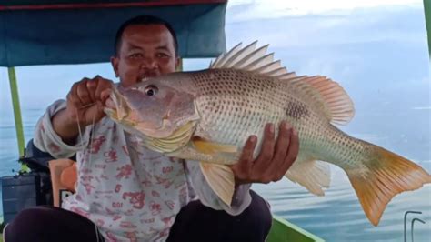 SAK BANTALNEMU TITIK SARANG KAKAP MERAH SEHARIAN NARIK SAK BANTAL