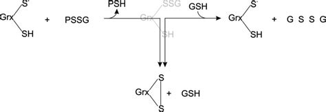 The Glutaredoxin Mono And Di Thiol Mechanisms For Deglutathionylation