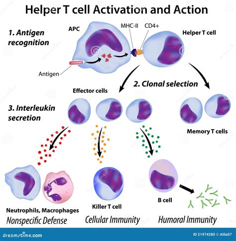 Function Of T Helper Cells Stock Photo - Image: 21974280