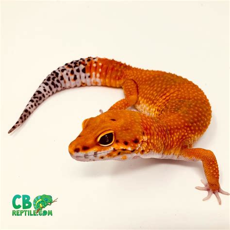 Leopard Gecko Morphs - Wales Leopard gecko adult morphs - Reptile ...