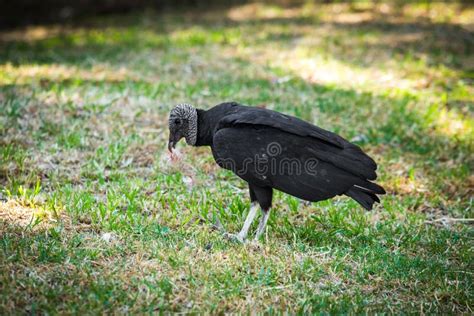 Big black vulture eating stock photo. Image of pantanal - 106512674