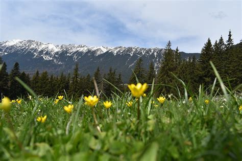 Gras Feld Berge Kostenloses Foto Auf Pixabay Pixabay