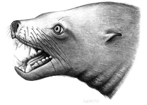 The Coastal Paleontologist Was Pelagiarctos A Killer Walrus Part 5