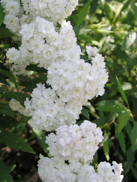 Spiraea Cantoniensis Flore Pleno Double Bridal Wreath Garden Center