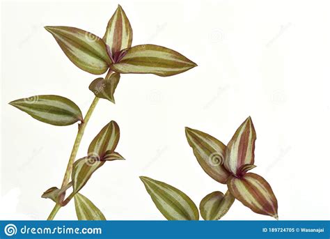 A Wandering Jew Tradescantia Zebrina Flower Plant Growing Uganda