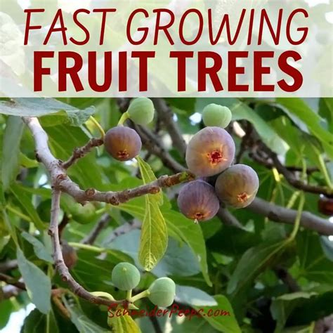 5 Fast Growing Tropical Fruit Trees You Can Plant Easy To Grow Fruits Gardener