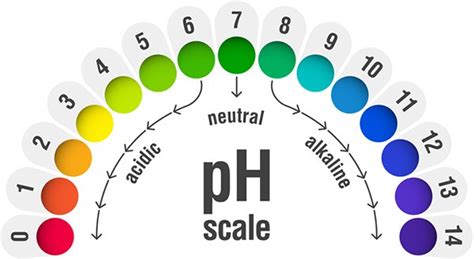 Is Wine Acidic Or Alkaline Guide To PH In Winemaking