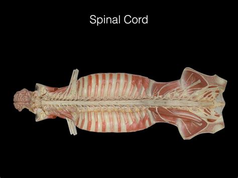 spinal cord Diagram | Quizlet