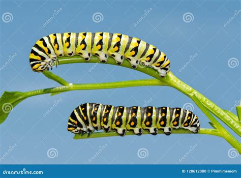 Two Fifth Instar Black Swallowtail Butterfly Caterpillars on Parsley Stock Photo - Image of ...