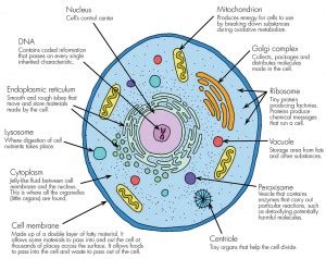 Cells - Haleo