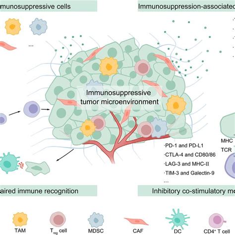 PDF Targeted Nanomedicines Remodeling Immunosuppressive Tumor