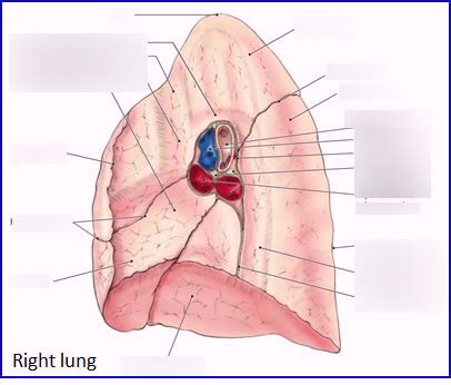 Right Lung Hilum Diagram Quizlet