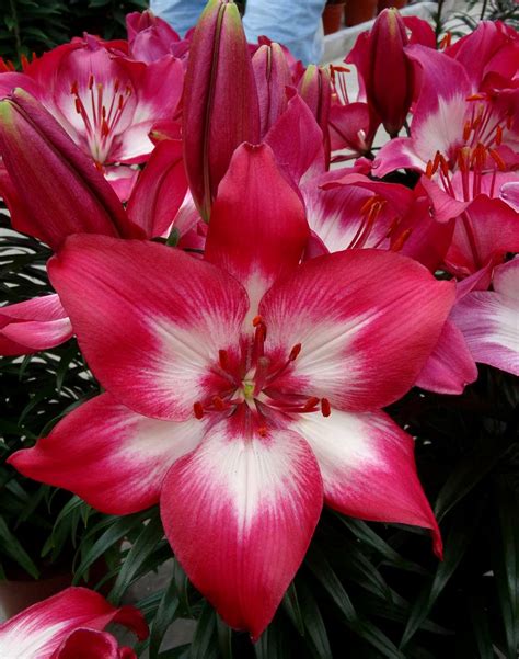 Asiatic Lily - Jeffries Nurseries