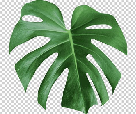 Leaf Monstera Deliciosa Green Plant Flower Alismatales Planta