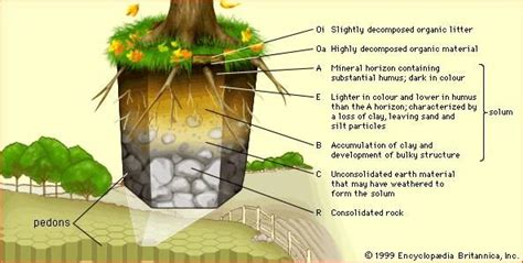 Horizon | soil | Britannica.com