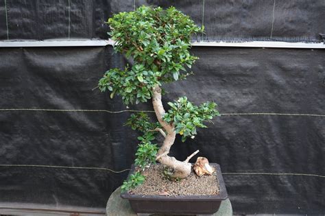 22 Year Old Flowering Fukien Tea Specimen Bonsai Tree Curved Trunk