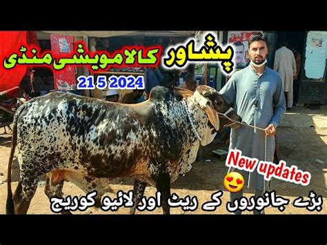 Peshawar Kala Maweshi Mandi New Updates Cow Mandi