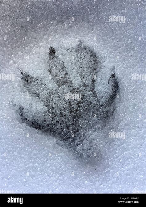 Raccoon footprint in snow Stock Photo - Alamy