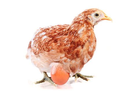 Royalty Free Chicken Laying Egg Pictures, Images and Stock Photos - iStock