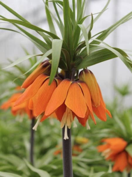 Buy Crown Imperials Fritillaria Imperialis Aurora Gold Medal