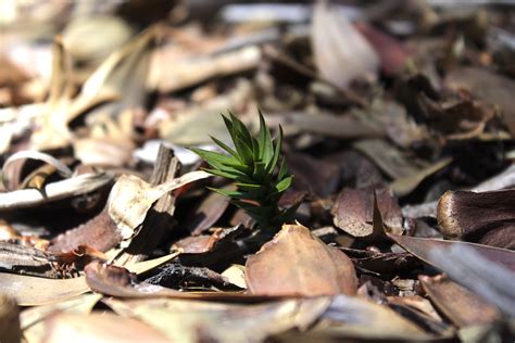 Adaptating and mitigating climate change in Chile – the case of the