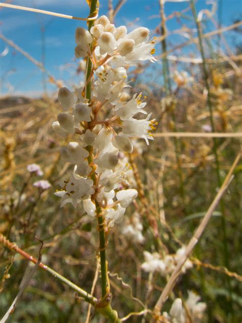 Cuscuta Umbellata Flora Del Bosque Mes Filo De Monta A Y Vegetaci N