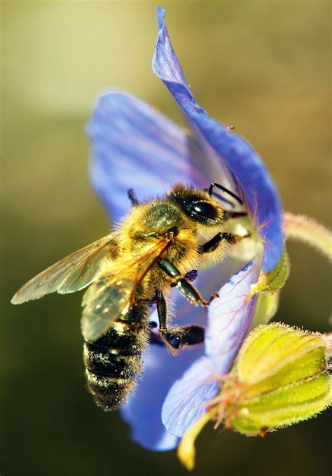 Genetic Cross-Pollination - Understanding Context