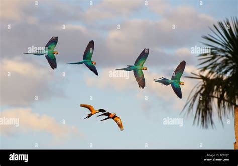 Blue-and-Yellow Macaws - flying / Ara ararauna Stock Photo - Alamy