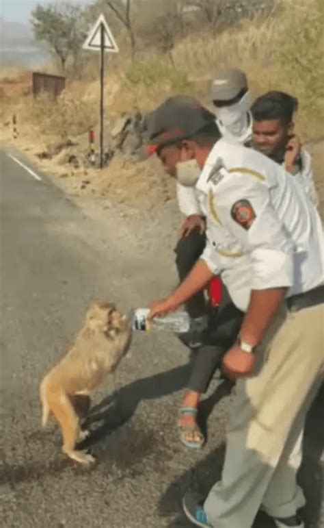 Durstiger Baby Affe Kommt Auf Polizisten Zu Wie Der Beamte Dem