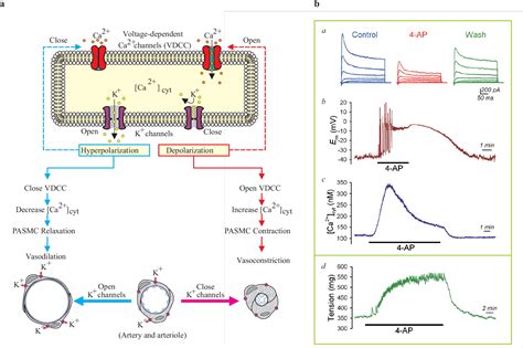 Functional Ion Channels In Human Pulmonary Artery Smooth Muscle Cells