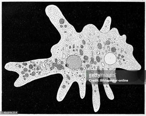 3269 Amoeba Proteus Stock Photos High Res Pictures And Images