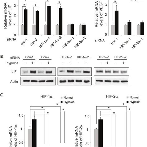 Hif Mediates The Induction Of Lif Expression By Hypoxia Knockdown