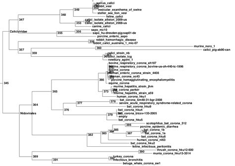 Nidovirales Nidovirus