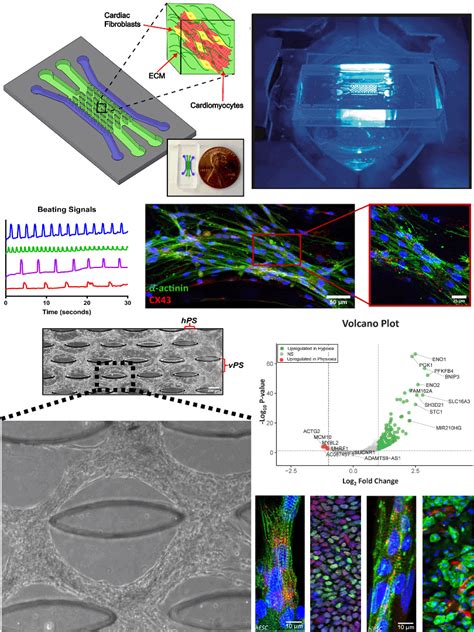 Disease On A Chip Modeling Nikkhah Lab