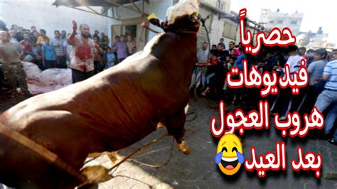 عجول حارتنا هربت في عيد الاضحي المبارك 🤣😂🤣هتموت من الضحك وتستغرب من