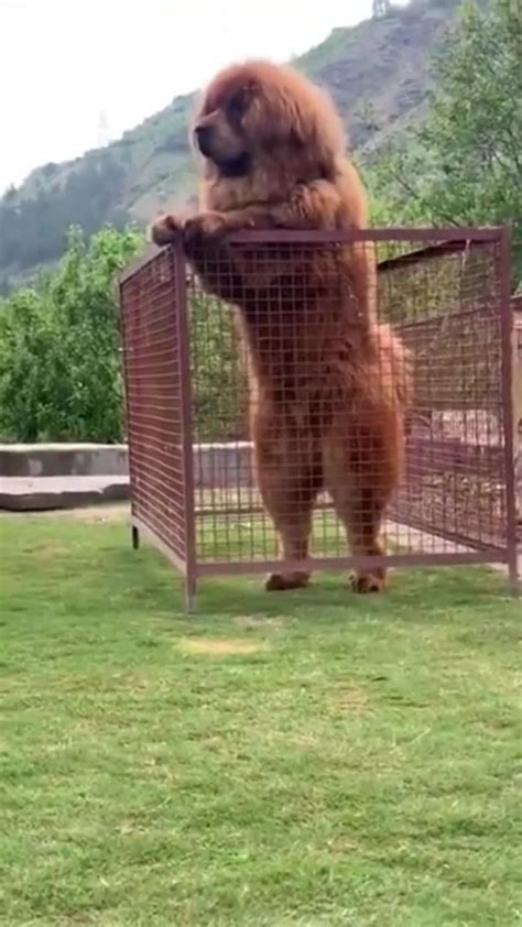 Tibetan Mastiff Very Big DOG - One News Page VIDEO