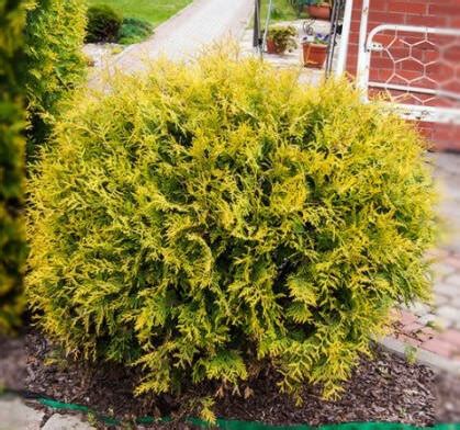 Туя західна Globosa Aurea 2 річна, Туя западная Глобоза Ауреа, Thuja ...