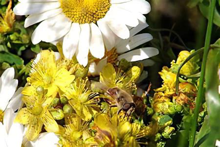 Травы в лечении язвы желудка