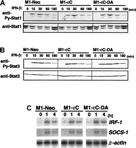 Effect Of Ptpc On Ifn Induced Stat Activation A M Stable Clones