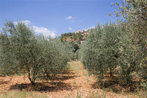 Detenidas Nueve Personas Por El Robo De 34000 Kilos De Aceitunas En La Comarca De Antequera