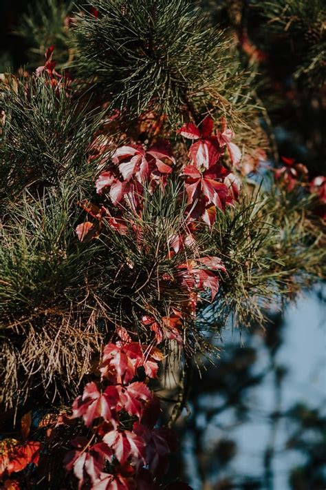 Imagen gratis árbol de hoja perenne ciprés ramita arbustos color