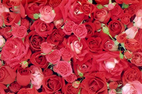 Love Roses Wallpaper Background One Stop Wallpaper