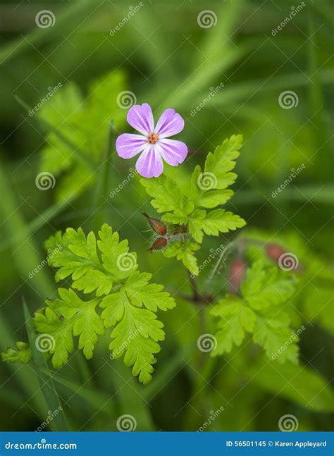 Herb Robert - Geranium Robertianum Stock Image - Image of wild