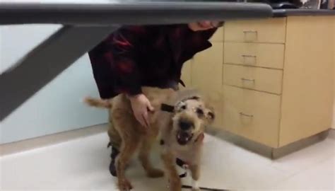 Blind Dog Sees Family After Surgery to Restore Sight - Puppy Leaks