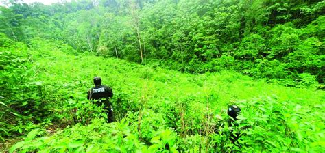 Destruyen Plantas De Coca En El Para So