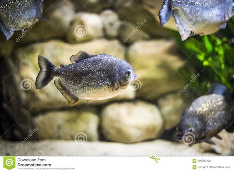 Piranha fish in aquarium stock photo. Image of reef - 106090406