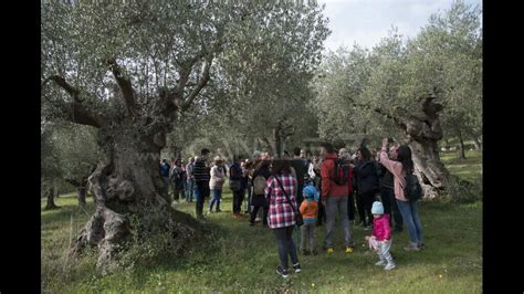 Canale Tv Domenica A Monopoli La Camminata Tra Gli Olivi