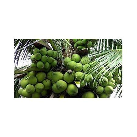 Blue Universe High Yield Hybrid Rare Coconut Live Plant Qualitative