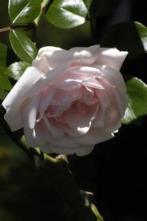 “New Dawn” Rose – Featuring New Plants Every Day